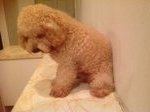 It's So Fluffy !  - Poodle Dog