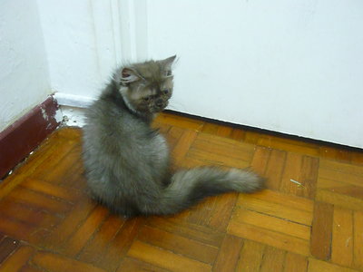 Smokey - Persian Cat