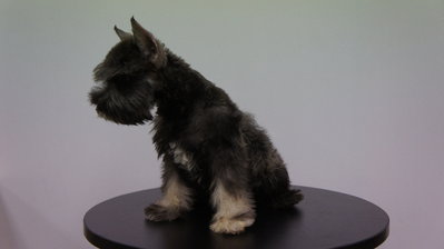 Schnauzer Puppies For Sale - Schnauzer Dog