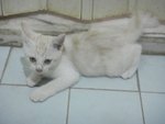 Pepper - Domestic Medium Hair Cat