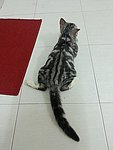 Roy La Van - American Shorthair Cat