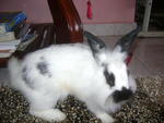 Marcos - Angora Rabbit + English Spot Rabbit