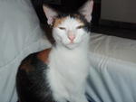 Trixie - Domestic Medium Hair Cat