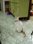 Penny - Oriental Short Hair + Domestic Short Hair Cat
