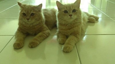 Bobo N Katy - Persian + Domestic Medium Hair Cat