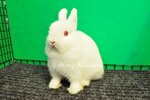 Netherland Dwarf - Rew 6 - Netherland Dwarf Rabbit