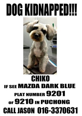 Chico - Mixed Breed Dog