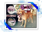 Ong Lai - Mixed Breed Dog