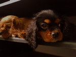 Hiro - Cavalier King Charles Spaniel Dog