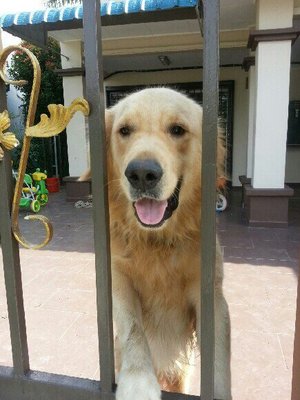 Jimmy - Golden Retriever Dog