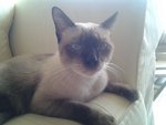 Brownie  - Siamese Cat