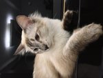 Lola - Siamese Cat