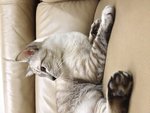 Ola - Siamese Cat