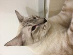 Ola - Siamese Cat