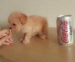 T-cup Poodle Light Apricot Girl  - Pomeranian Dog
