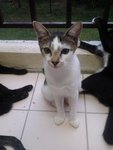 Anje (Urgent Adopter) - Domestic Short Hair Cat