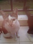 Anje (Urgent Adopter) - Domestic Short Hair Cat