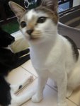 Anje (Urgent Adopter) - Domestic Short Hair Cat