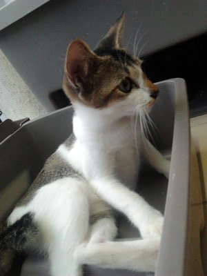 Kiki (Urgent Adopter) - Domestic Short Hair Cat