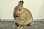 Netherland Dwarf - Chestnut 186 - Netherland Dwarf Rabbit