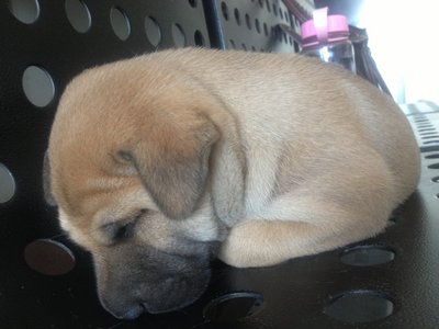 Sleepy - Mixed Breed Dog
