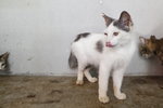 C4 Scout - Domestic Short Hair Cat