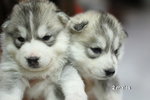 Siberian Husky Puppies For Sale  - Siberian Husky Dog