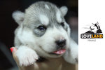 Siberian Husky Puppies For Sale  - Siberian Husky Dog