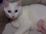 Yuyu - Domestic Short Hair Cat