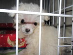 Snow White (Baby) - Poodle Dog