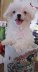 Snow White (Baby) - Poodle Dog