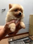 Teacup Cream Pomeranian With Mka - Pomeranian Dog