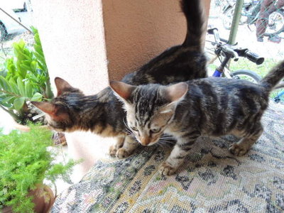 Timon And Pumba - Bengal Cat