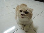 Chomel Alias D'mok - Persian Cat
