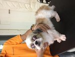 6 Shih Tzu Pups For Adoption - Shih Tzu Dog