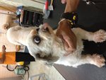 6 Shih Tzu Pups For Adoption - Shih Tzu Dog