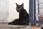 R1c3 Sebastian - Domestic Short Hair Cat