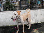 D93(281212) - Labrador Retriever Mix Dog