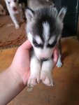 Siberian Husky - Siberian Husky Dog