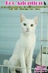 X (Adopted) Snow - Domestic Short Hair Cat