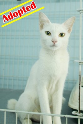 X (Adopted) Snow - Domestic Short Hair Cat