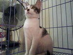Boy 1 (July 2013) - Domestic Short Hair Cat