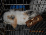 Sam - American Fuzzy Lop Rabbit