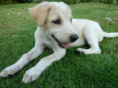 Bi-color Cream White Puppy - Mixed Breed Dog