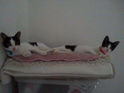 Oreo And Munchie - Domestic Medium Hair Cat