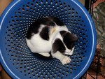 Oreo with his basket