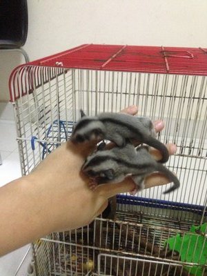 Baby Sugar Glider - Sugar Glider Small & Furry