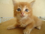 Medium Hair Brown Kitten