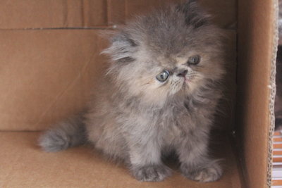 Little Daisy - Persian Cat