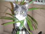 Tommy Mikaeel Adam - Domestic Short Hair Cat
